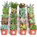 Shop Succulents | Unique Collection of Hand-Selected Mini Succulents - 20 Pack - Buy Online on GoSupps.com