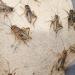 Livefoods4u Standard Silent Brown Crickets Live Food (12-18mm) Pre Pack Approx 100 - Perfect for Reptiles and Lizards - Sustainably bred - Buy Online on GoSupps.com