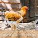 Buy My Hens Vitamin B Vital 250ml - Premium Vitamin B Complex for Chickens Pigeons & Quail | Supports Nervous System & Metabolism - Buy Online on GoSupps.com