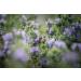 Organic Greek Thyme from Crete - 30g Dried Leaves for Cooking and Seasoning - Buy Online on GoSupps.com