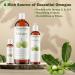 Plant Guru Tamanu Oil 2 fl. oz. Cold Pressed 100% Pure & Natural Unrefined Carrier Oil for Skin Face Body & Hair Moisturizer. Ideal for DIY Creams Lotions Soaps & Lip Balms. - Buy Online on GoSupps.com