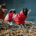 Hurtta Monsoon Eco Hundelegenmantel - Waterproof Dog Rain Jacket Reflective 100% Recycled Material Red 50cm Rose Hip - Shop Now! - Buy Online on GoSupps.com
