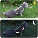 Escape Proof Mesh Cat Harness and Leash Set | Adjustable Walking Jacket for Kittens | Reflective Strips for Night Safety | Grey Medium - Buy Online on GoSupps.com