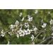 Hauora Manuka Honey UMF 20+ (MGO 829+) - Buy Online on GoSupps.com