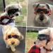 NAMSAN Pet Goggles - Anti-UV, Windproof Dog Sunglasses for Small to Medium Dogs, Adjustable Straps (Black/Orange) - Buy Online on GoSupps.com