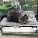 Cat Window Perch Hammock Seat with 4 Suction Cups for 360 Sunbathing and Napping - Indoor Cat Bed - Buy Online on GoSupps.com