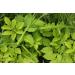 Ground Elder Herb Tea | Aegopodium Podagraria L | gopode Podagraire Herbe Tisane | Health Embassy (100g) - Buy Online on GoSupps.com