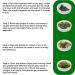 TASAMI Organic Sea Grapes Lato Seaweed Umibudo Green Caviar Superfood - 3.5 Oz (Pack of 5) | Boost Immune System & Health - Buy Online on GoSupps.com