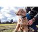 SureFlap Animo Dog Activity Tracker and Behavior Monitor - 0.06 LB - Buy Online on GoSupps.com