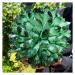 Natural Crystal Rough Crystal Cluster Green Phantom Quartz Crystal Cluster Sample Curing Home Decoration Crystal (Size : 550-600g)