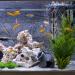 Vegena 50W Aquarium Heater with Adjustable Thermostat & Suction Cups - Ideal for 60L Fish Tanks - Buy Online on GoSupps.com