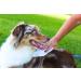 Earthbath All Natural Grooming Wipes Pack of 1 - Hypoallergenic & Fragrance-Free - Buy Online on GoSupps.com