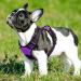 Eagloo Small Dog Harness - Adjustable Durable Anti-Train with Reflex Strips - Perfect for Walking & Jogging (Purple 1 Pack) - Buy Online on GoSupps.com