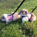 Adjustable Soft Rabbit Dishes & Mesh Harness - Outdoor Care for Small Pets (M Blue Pink) - Buy Online on GoSupps.com