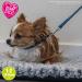 Ancol Small Bite Stars Collar & Lead Set - Blue (20-30 cm) | 1m x 10mm - Buy Online on GoSupps.com