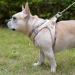 Doramio Dog Harness for Small Dogs | Reflective & Breathable Step-In Leash | Anti-Train Safety Dishes for Dogs & Cats - Beige XL - Buy Online on GoSupps.com