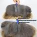 16-Piece Rabbit Grooming Kit with Brush, Hair Remover, Comb, Nail Clipper, Shampoo Bath Brush - Blue | For Rabbits, Guinea Pigs, Hamsters, Bunnies - Buy Online on GoSupps.com