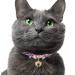 Necoichi Chirimen Hanabi Fireworks Cat Collar - Handcrafted in Japan - Purple - One Size Fits All - Buy Online on GoSupps.com