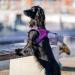 DOG Copenhagen Comfort Walk Go Harness in Hunting Green - Size M - Buy Online on GoSupps.com