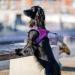 DOG Copenhagen Comfort Walk Go Dog Harness - Hunting Green Size S | International Shipping Available - Buy Online on GoSupps.com