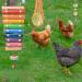KAKUNM 12PCS Chicken Coop Toys: Xylophone, Swing Set, Mirror, Ladder, Vegetable String Bag & Feeder - Fun Activities for Hens - Buy Online on GoSupps.com
