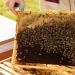 Earthbreath - Forest Flower Raw Honey - 1Kg | Pure Dark Unpasteurised and Unfiltered | Natural Sweetener for Cooking Tea Coffee Milk Juice Hot & Cold Drinks - Buy Online on GoSupps.com