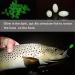 AGOOL Luminous Glow Fishing Beads - 100pcs Green Glow Fish Attractants Eggs - Fishing Rigging Tackle - Buy Online on GoSupps.com