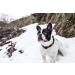 JULIUS-K9 220CG Adjustable Collar - Color & Gray 20mm Width Fits 27-42 cm - Black-Grey Perfect for International Shipping - Buy Online on GoSupps.com
