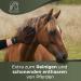 EQUIBLESS Coat Care Glove - Essential Tool for Horse Coat Care & Shedding Aid - Buy Online on GoSupps.com