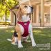 Buy Curli Clasp Air-Mesh Red XL Vest Harness - Perfect for Dogs | International Shipping - Buy Online on GoSupps.com