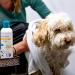 FIRSTPAW 300ml Vegan Pet Shampoo - Aloe Vera Formula for Puppies Dogs & Cats | Best for Sensitive Skin | All Breeds & Fur Types - Buy Online on GoSupps.com