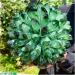 Natural Crystal Rough Crystal Cluster Green Phantom Quartz Crystal Cluster Sample Curing Home Decoration Crystal (Size : 550-600g) - Buy Online on GoSupps.com