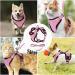 Cat Lead and Harness Set Pink Cat Harness with Reflective Strips Escape Proof Harness for Cats Adjustable Cat Leash Kitten Harness Cat Lead Kitten Leash for Small Medium Cats Pets (XS) - Buy Online on GoSupps.com
