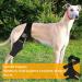 Dog Knee Brace Dog ACL Knee Brace Hind Leg Dog Leg Braces for Back Leg Cruciate Care Knee Brace for Supporting Dogs with Torn ACL Muscle Hind Leg Joint Discomfort (M) - Buy Online on GoSupps.com