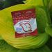 Sweet and Friendly Mints Pack of 10 - KETO AND VEGAN/GLUTEN FREE/DIABETIC FRIENDLY/SUGAR FREE/TOOTH FRIENDLY (5 Cherry) Cherry 10 - Buy Online on GoSupps.com