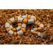 Repick Premium Coconut Substrate - 72L Bio-Reptile Bedding for Ball Pythons & Amphibians - Buy Online on GoSupps.com