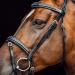 Buy HORZE Horse Bridle Sion - English Noseband & Reins in Black for Thoroughbreds - International Shipping Available - Buy Online on GoSupps.com