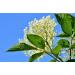 Elderflower Jelly Natural Clean - Darbo 2x640g | Premium Refreshing Bread Spread for Cakes & Breakfast - Buy Online on GoSupps.com