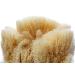 Aristos Premium Natural Bathing Sponge - 1 Year Durable Eco-Friendly Not Bleached - Greek Water Sponge 13-14cm - Plastic-Free Packaging - Buy Online on GoSupps.com