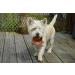 Roqsy Natural Chicken Dry Meat for Dogs | 100g Grain-Free Jerky Snack BARF Supplement Treats - Buy Online on GoSupps.com