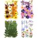 106 Pieces Assorted Real Dried Pressed Flowers Combination Real Dried Pressed Leaves Natural Dry Flowers Leaves for Pressed Leaf Art  Resin Art  Embellishment Decorations(Pink Purple Yellow Green)