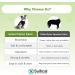 Buy Suitical Recovery Suit for Dogs - M+ Size in Black | Ideal Post-Surgery Pet Wear - International Shipping Available - Buy Online on GoSupps.com