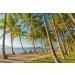 Next Organics Dried Coconut 6 oz Bag - Premium Quality Coconut Flakes - Buy Online on GoSupps.com