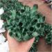 Natural Crystal Rough Crystal Cluster Natural Green Ghost Phantom Quartz Crystal Cluster Specimen Wedding Decoration Aquarium 300-400g - Buy Online on GoSupps.com