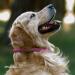 Collardirect Handmade Round Leather Dog Collar - Softly Padded & Rolled - Real Leather for Dogs Puppies & Cats - Adjustable 35-40 cm - Available in Black Pink Red Purple Blue - Buy Online on GoSupps.com