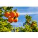 Baronessa Cali Tarocco Sicilian Blood Orange Foot Cream - 4 oz | Refreshing & Moisturizing Formula - Buy Online on GoSupps.com