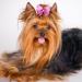 Janinka 36-Piece Dog Hair Bows | Butterfly & Flower Pearls | Elastic Ties for Pets Grooming - Buy Online on GoSupps.com