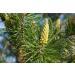 Pine n 24 Fleur de Bach farmaflor 1 Flacon Comtpe Gouttes 10ml - Made in Italy - Buy Online on GoSupps.com