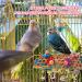 RLRICH Bird Colorful Chewing Toys - 6 Pack Foraging Shredder & Hanging Toys with Comfy Perch for Parrots | Rope Bungee Bird Toy - Buy Online on GoSupps.com