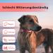 Luminous LED Dog Collar - Waterproof 7 Color Adjustable Light for Night Safety | Small to Large Dogs | 2022 Model (Red 48-60cm) - Buy Online on GoSupps.com